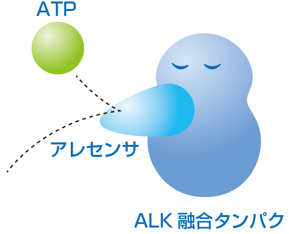 アレセンサによってALK融合タンパクとATPが結合できなくなり、