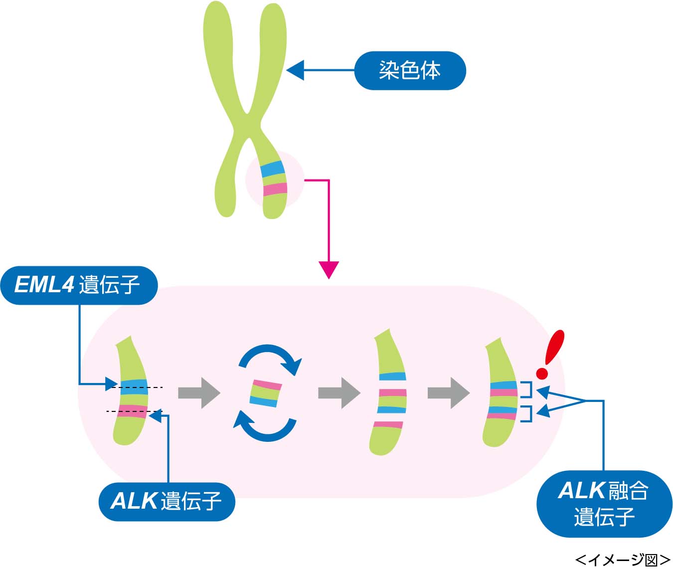 ALK遺伝子とEML4遺伝子などが融合してALK融合遺伝子が発現します。