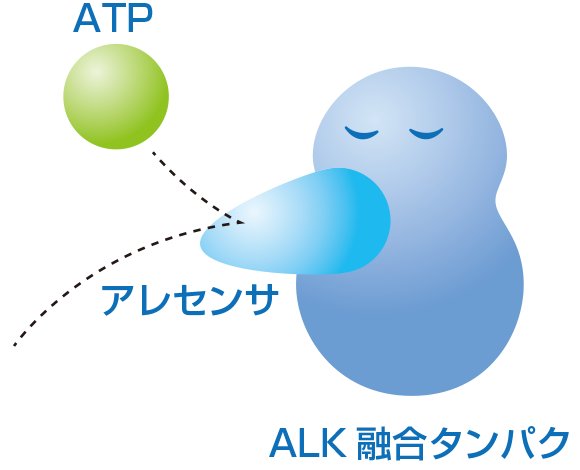 アレセンサによってALK融合タンパクとATPが結合できなくなり、がん細胞が増殖できなくなります。