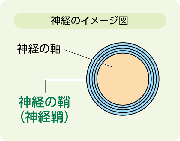 神経のイメージ図。中心にある丸い「神経の軸」と、その周りを何層にも取り囲んでいる「神経の鞘(神経鞘)」の構造を示しています。