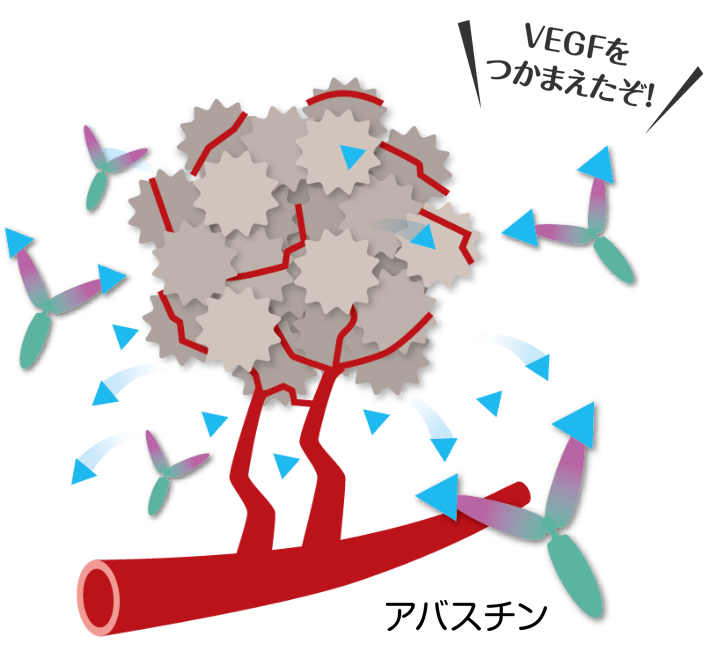 アバスチンはVEGFをつかまえることで血管新生を抑え、がんを縮小します。