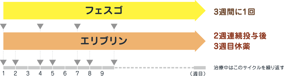 フェスゴ（3週間に1回）とエリブリン（2週連続投与後、3週目休薬）を組み合わせて使用します（治療中はこのサイクルの繰り返し）。