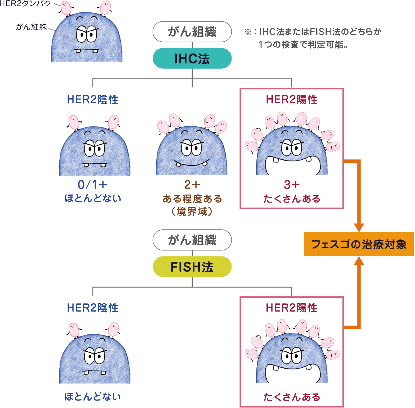 IHC法またはFISH法でHER2陽性の大腸がんと判定された患者さんは、フェスゴの治療対象となります（IHC法またはFISH法のどちらか1つの検査で判定可能）。